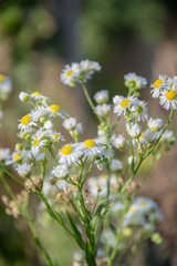 Chamomile field flowers. Daisies in sun light. Beautiful nature background with medical chamomiles in bloom. Natural spring background, blooming flower in meadow