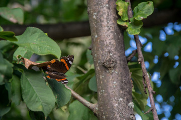 Beautiful butterfly Urticaria landed on branch of a tree, natural blurred background, orange-brown butterfly, autumn scene, insect on a tree