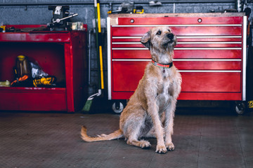 Shaggy dog in auto garage