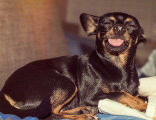 Little dog jokingly shows  tongue 