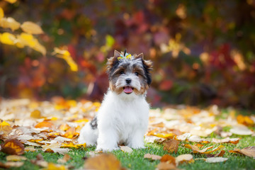 dog yorkshire terrier puppy