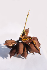 Kurrajong bottle tree - Brachychiton populneus seed pods on the white background