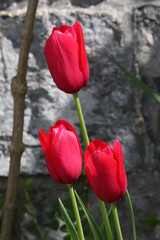 Fototapeta premium Flores varias 