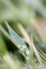 macro plants made in their habitat