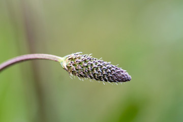 macro plants made in their habitat