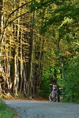 Waldweg mit Frahrrad an einem Herbsttag
