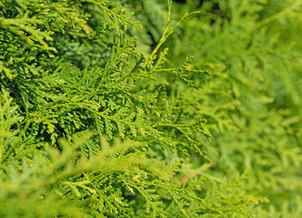 Thuja, Lebensbaum, in einer Nahaufnahme