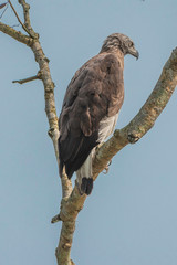Grey Headed Fish Eagle perched on a tree