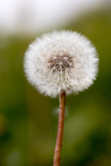 macro plants made in their habitat