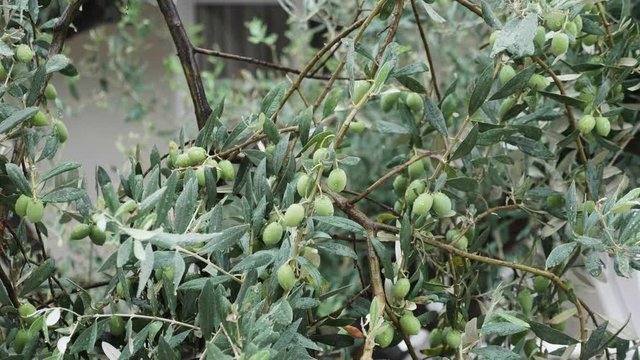 Close up of olive tree banches under rain. Plantation of organis olives.