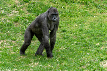 female black gorilla monkey ape portrait