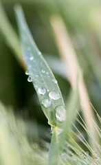 macro plants made in their habitat