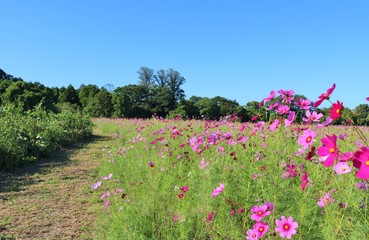 こすもす　道　秋　風景　杤木