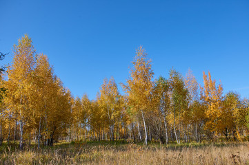 Fototapeta premium Autumn landscape in fine weather of the southeast of the Moscow region