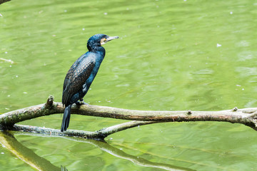 Great Cormoran perched on a branch in a lake