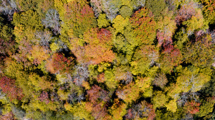 Fall background. Aerial drone view of beautiful forest landscape with colorful leaves trees. View from above