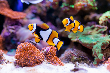 Fototapeta na wymiar Nemo fish. Amphiprion in Home Coral reef aquarium. Selective focus.