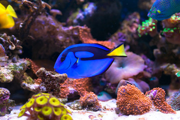 Fototapeta na wymiar Paracanthurus hepatus, Blue tang in Home Coral reef aquarium. Selective focus