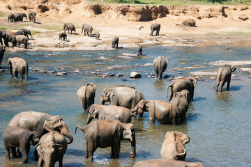 Fototapeta na wymiar Pinnawala Elephant Orphanage, Sri Lanka