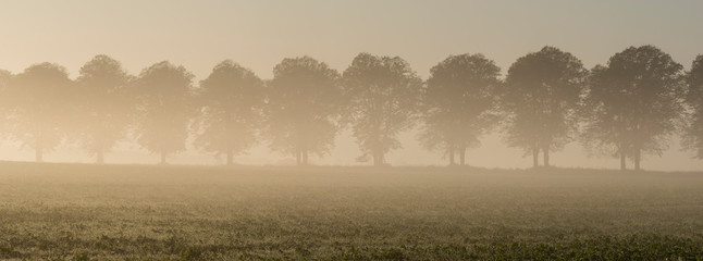  row of trees shrouded in morning fog