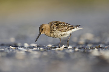 A dunlin (Calidris alpina) resting and foraging during migration on the beach of Usedom Germany.	