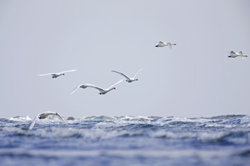 A group of mute swans flying low above the rough Baltic sea on Usedom Germany