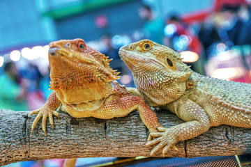 Bearded dragon lizard is a popular pet in Thailand.