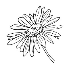 Daisy flower sketch on white background