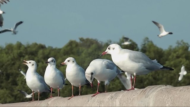flock of seagulls on the concrete frence beside the sea shore