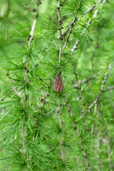 Larch tree with small cone in spring forest