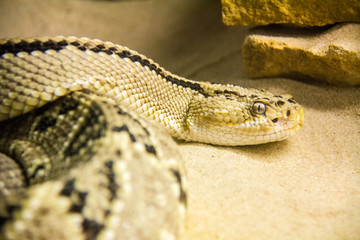Poisonous american rattlesnake at the desert