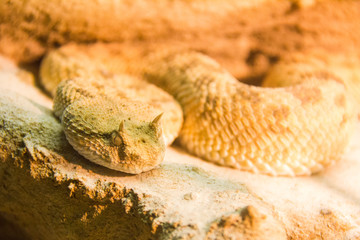 Poisonous african horned viper