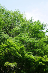 森の木々の風景