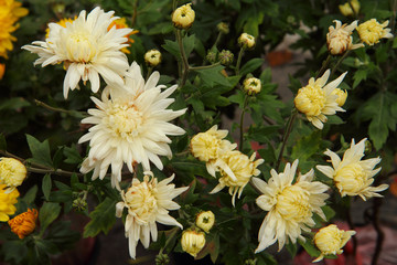 Obraz premium there are lovely large white and yellow flowering needle garden chrysanthemums. Floral background of chrysanthemums. Suitable for catalogue. shot from above, outdoors