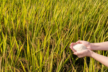 Obraz premium 実りの秋