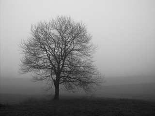 OLYMPUS DIGITAL CAMERA fog tree