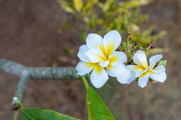 a beautiful plumeria flower in bali