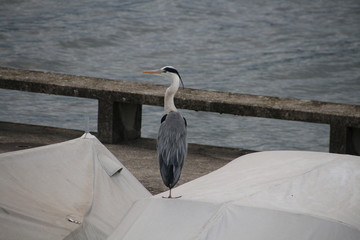 heron on boat