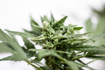 Cannabis flowering plant on a white background. Close up