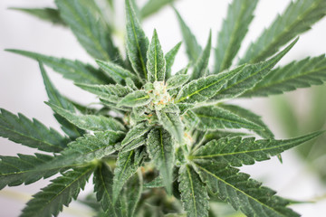 Cannabis flowering plant on a white background. Close up