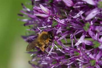 blooming violet blossoms of a garden leek (Allium), with a bee