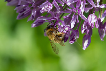 blooming violet blossoms of a garden leek (Allium), with a bee
