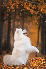 Samoyed dog in autumn park