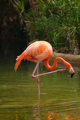 American flamingo Phoenicopterus ruber bird