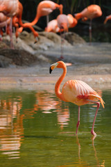 Fototapeta na wymiar American flamingo Phoenicopterus ruber bird