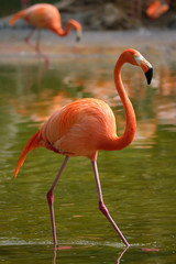 American flamingo Phoenicopterus ruber bird