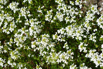 Spreading rock cress white flowers on green background