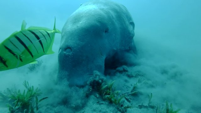 Front portrait of Sea Cow (Dugong dugon) who greedily eats sea grass at bottom raising clouds of silt, with Golden Trevally (Gnathanodon speciosus). Underwater shot, Closeup. Red Sea 