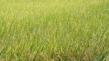The rice trees in Cornfield