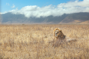Fototapeta na wymiar Lion resting in the Ngorongoro crater with a beautiful background